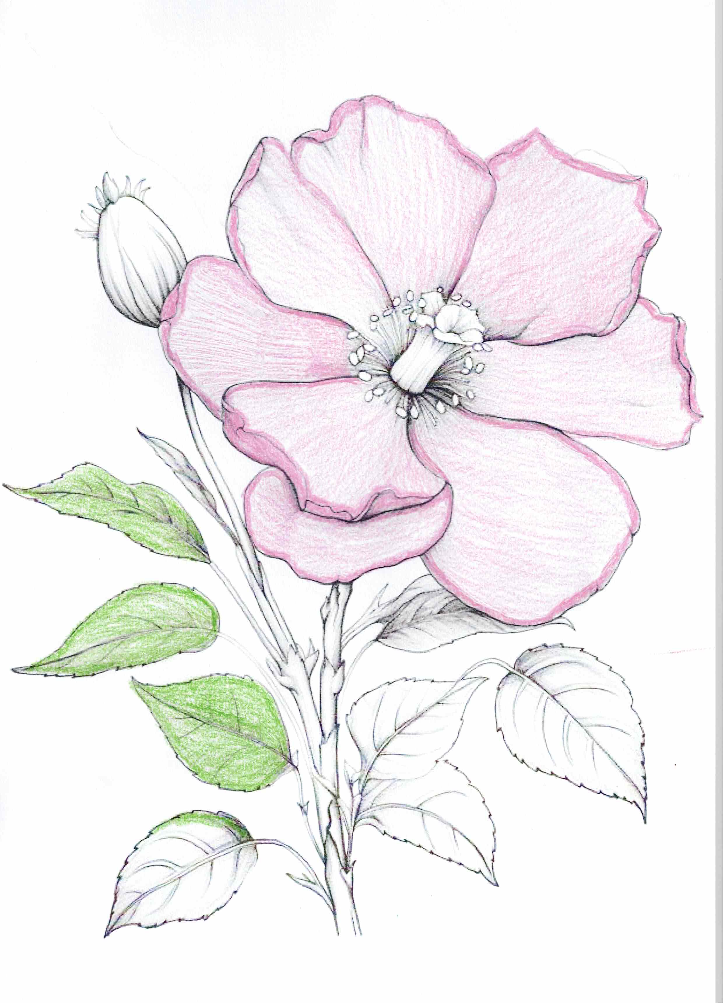 Artwork by Anónimo/a